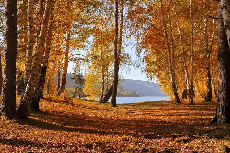 Fairy-tale Foliage